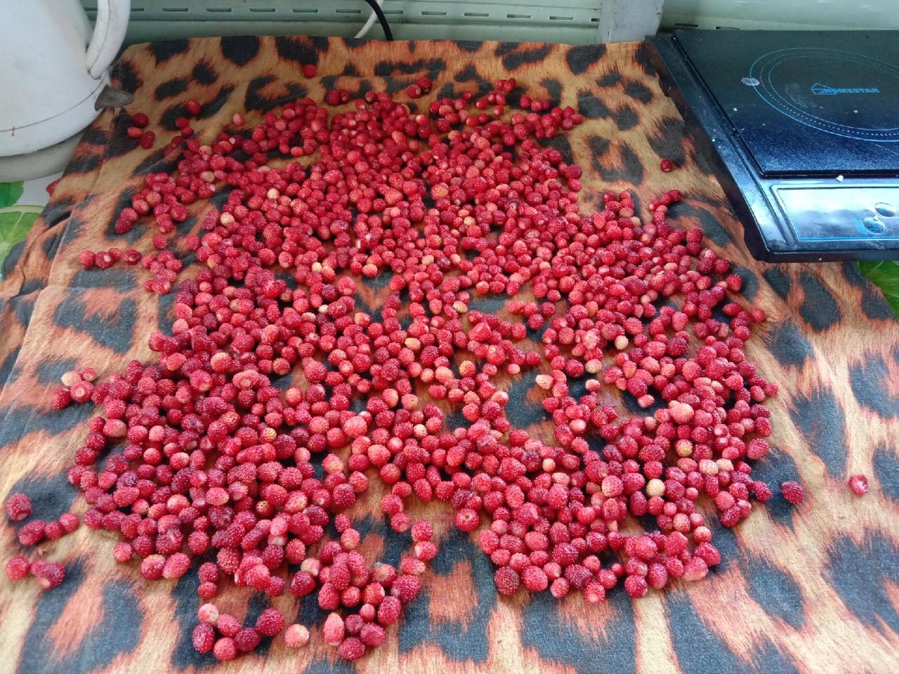 Фото «Сладкая, как первая любовь»: охотники за земляникой нашли заросли ароматной ягоды под Новосибирском 4