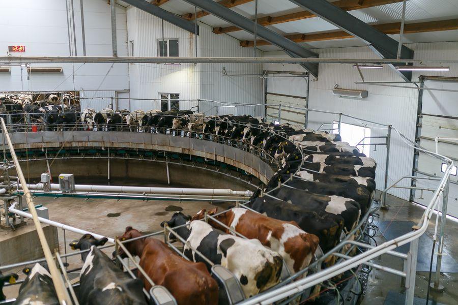 Фото Как «ЭкоНива» стала лидером в Европе по производству молока 4