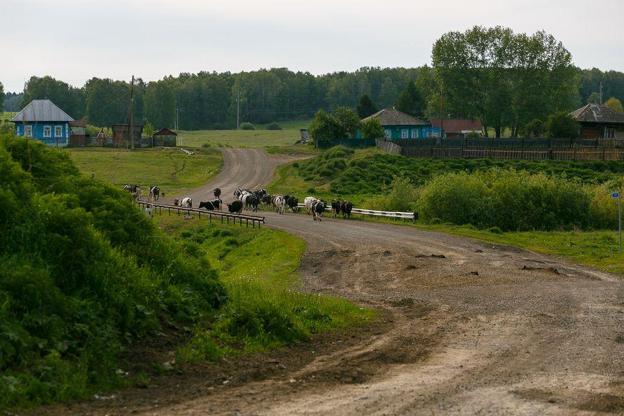 Фото «Ново-Сибирские открытия – 85»: Сузунский район 21
