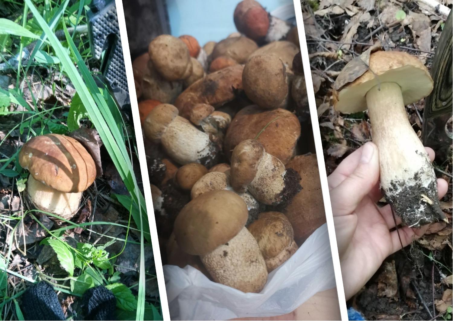 Фото Первые белые грибы появились в лесах Новосибирской области