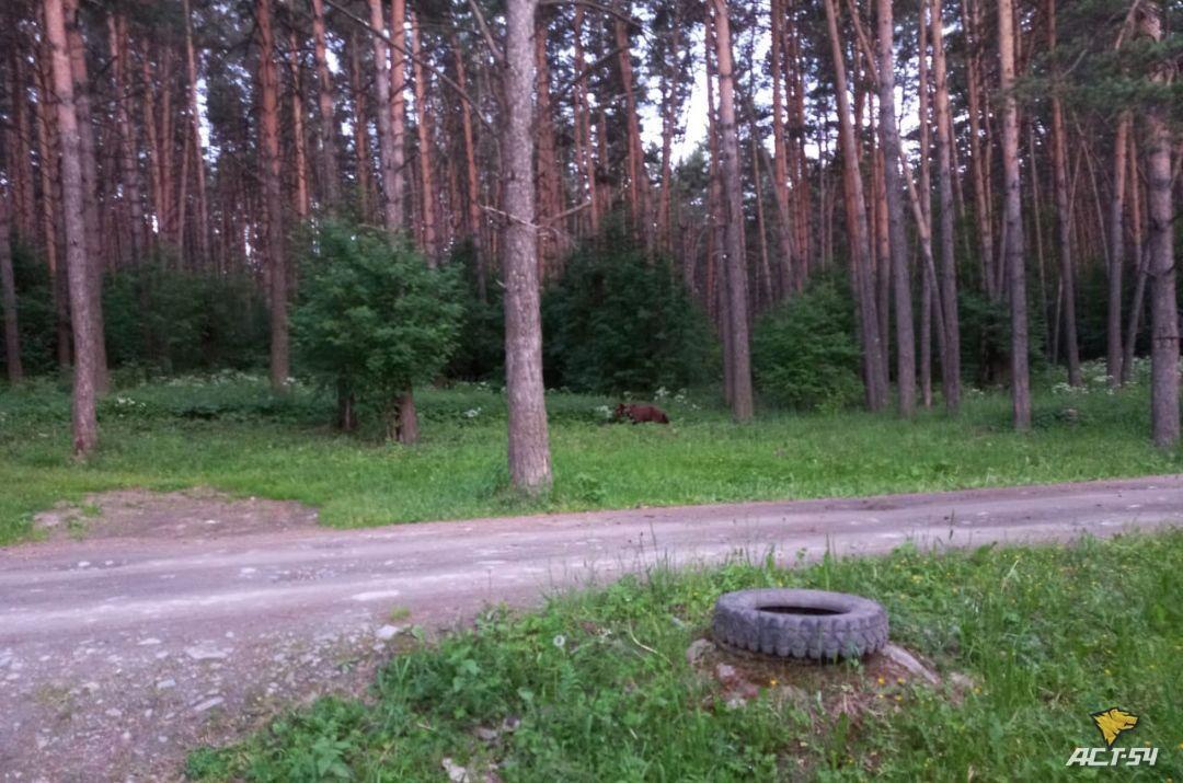 Фото Новосибирское Минприроды разрешило застрелить вышедшего к людям медведя 2