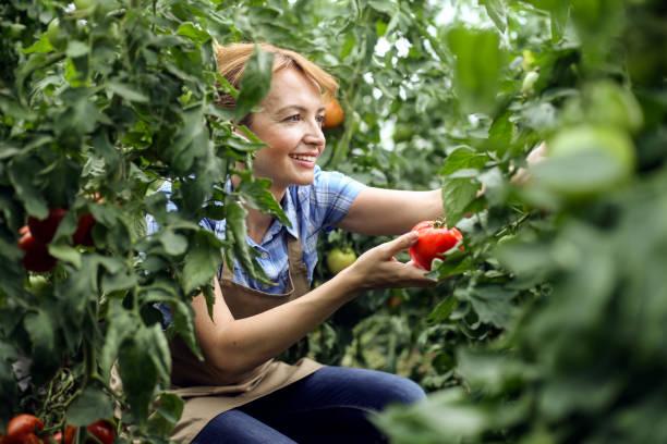 Фото Холодный июль 2022: как спасти перцы и томаты от верной гибели в огороде 7