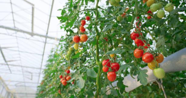 Фото Холодный июль 2022: как спасти перцы и томаты от верной гибели в огороде 3