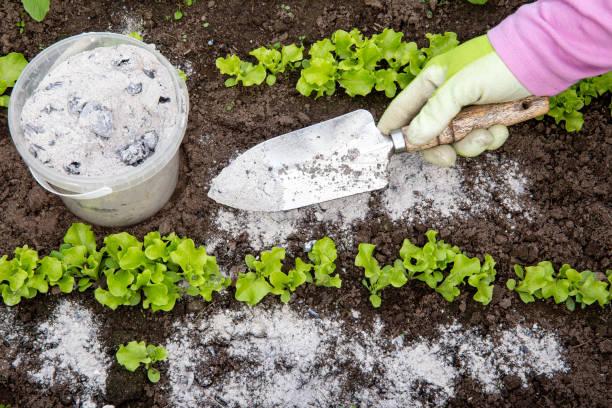 Фото Как избавиться от тли на дачном участке летом 2022: пять эффективных рецептов от огородников 3