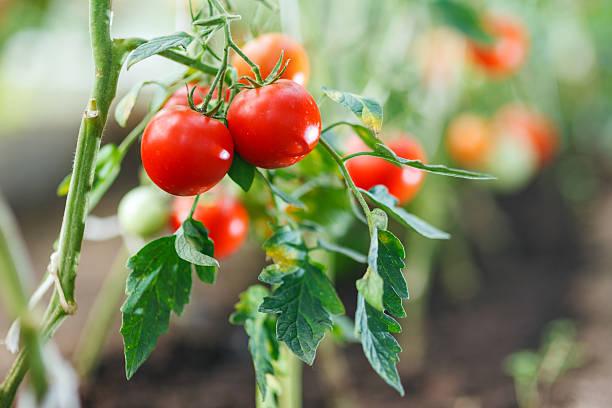 Фото Холодный июль 2022: как спасти перцы и томаты от верной гибели в огороде 2