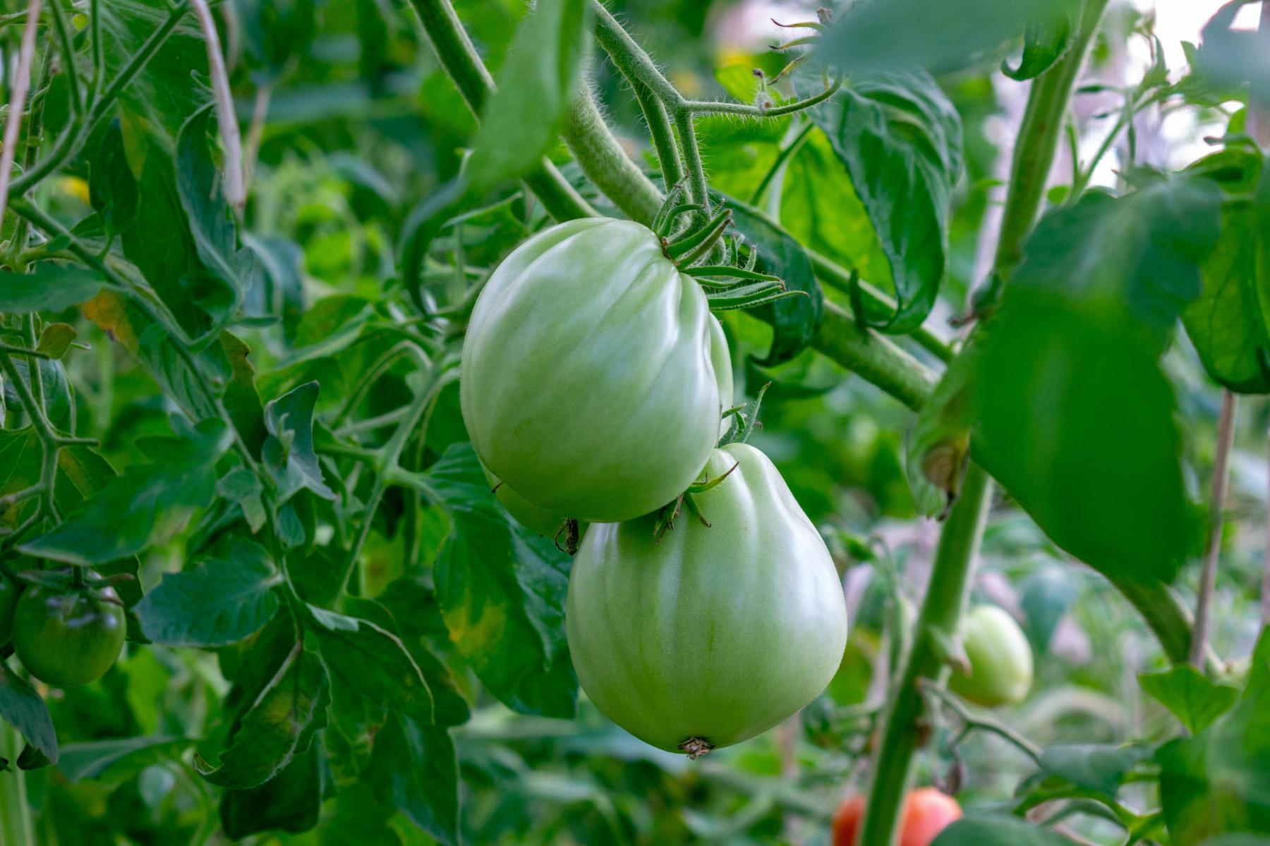 Фото Скорая помощь для рассады: как спасти помидоры и перцы после заморозков в июне 2022 2