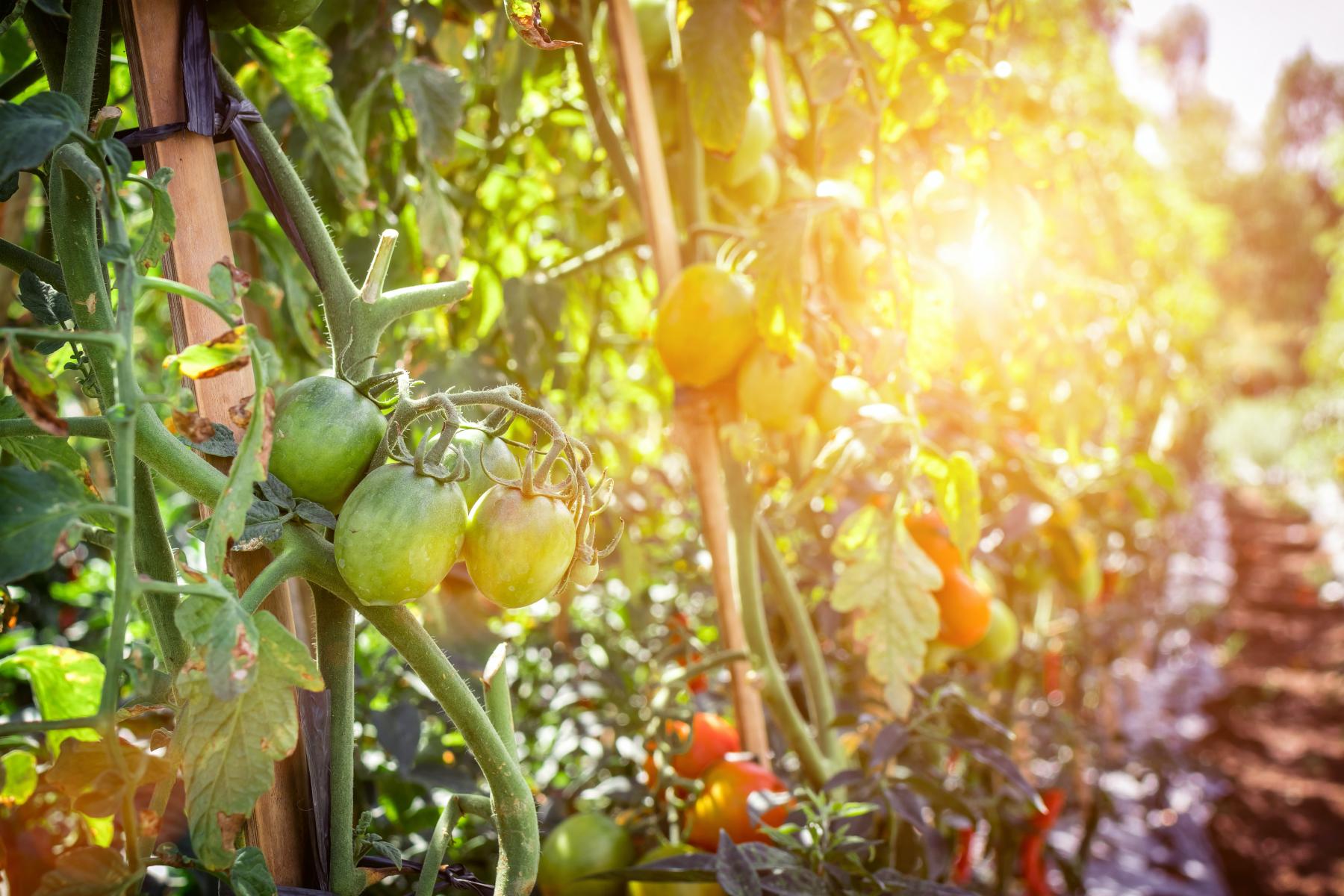Фото Скорая помощь для рассады: как спасти помидоры и перцы после заморозков в июне 2022 3