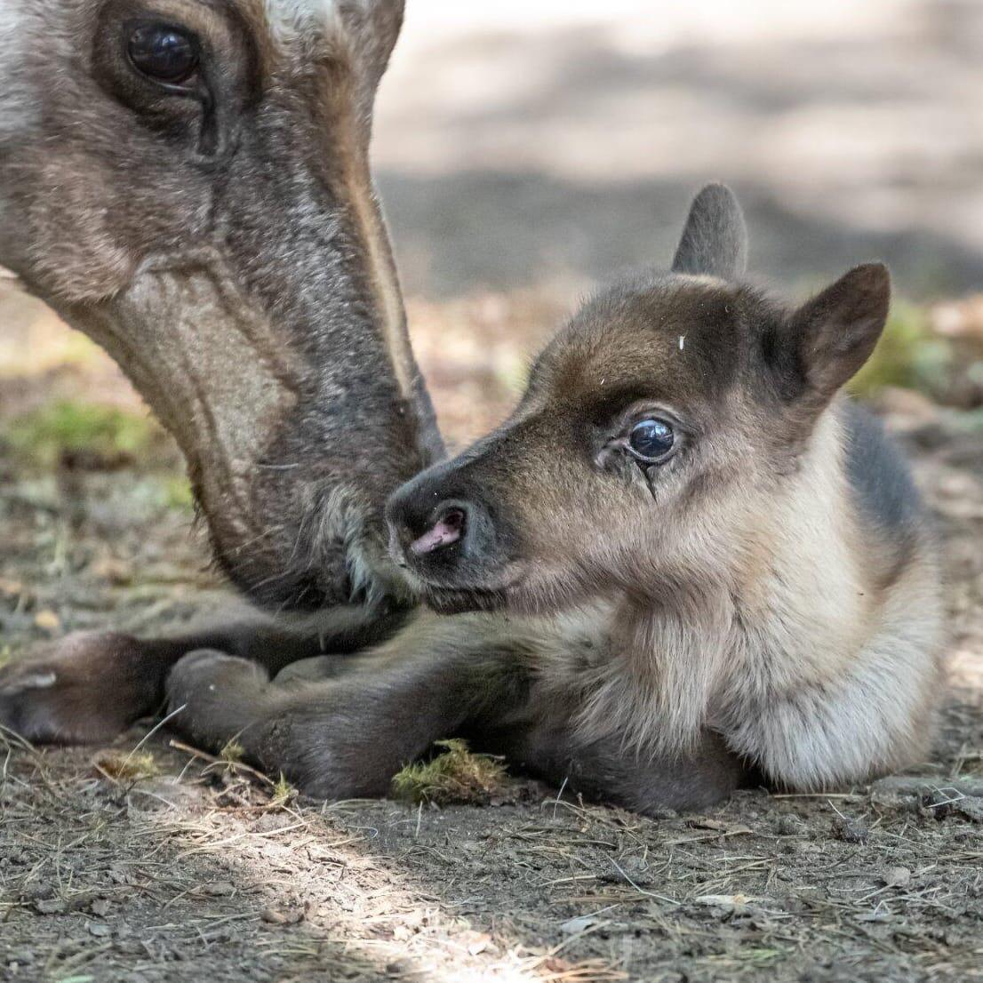 Фото У северных оленей в Новосибирском зоопарке родился детёныш 2
