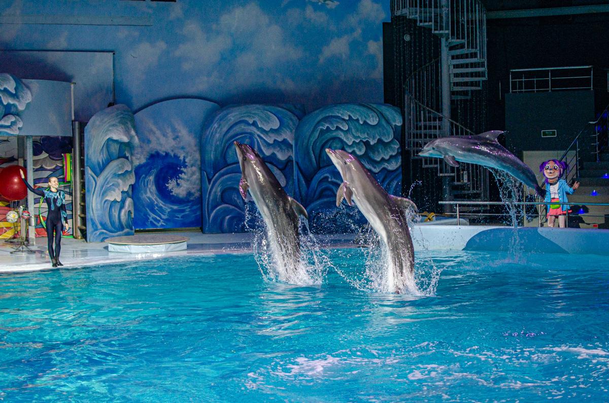 Фото В новосибирской «Дельфинии» показали новое шоу. Час невероятных эмоций! 3