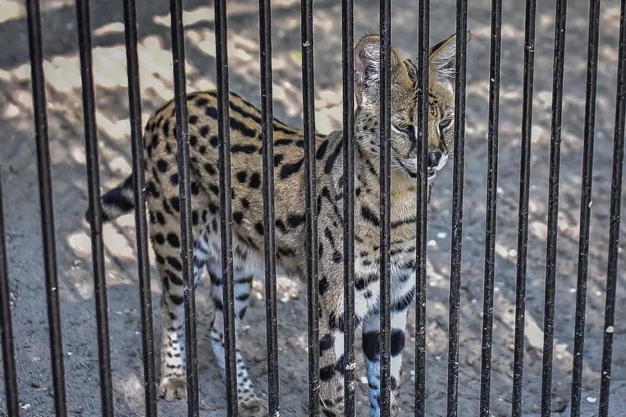 Фото Вызывайте Айболита: животные Новосибирского зоопарка изнемогают от аномальной жары 17