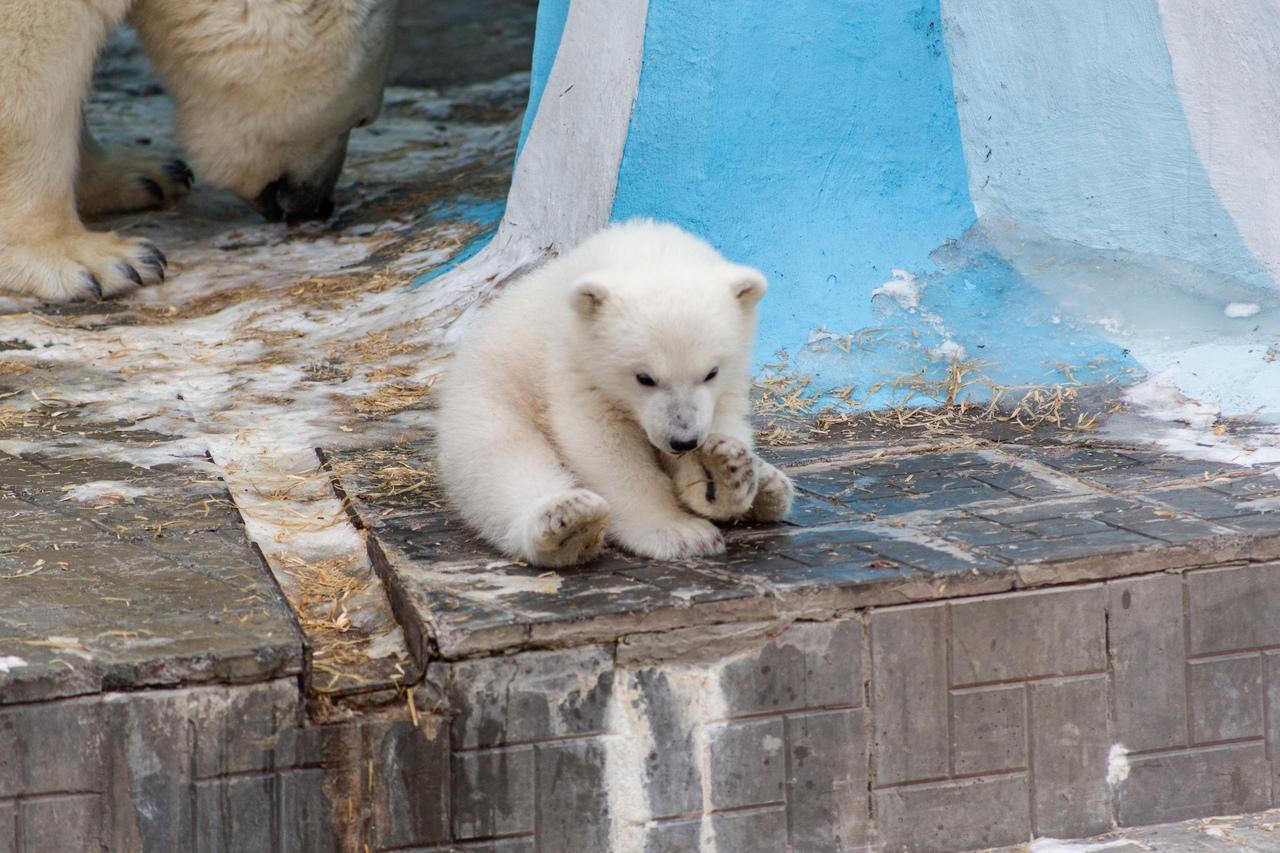 Фото Белых медвежат в Новосибирском зоопарке назвали Белка и Стрелка 3