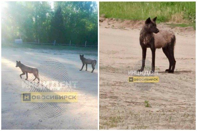 Фото Волки терроризируют жителей в посёлке Сузун Новосибирской области 2