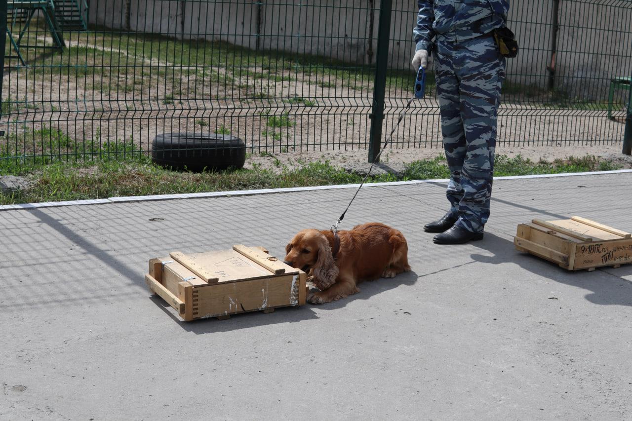 Фото В Новосибирске полицейский спаниель Арти за 5 секунд нашел имитационные наркотики 3