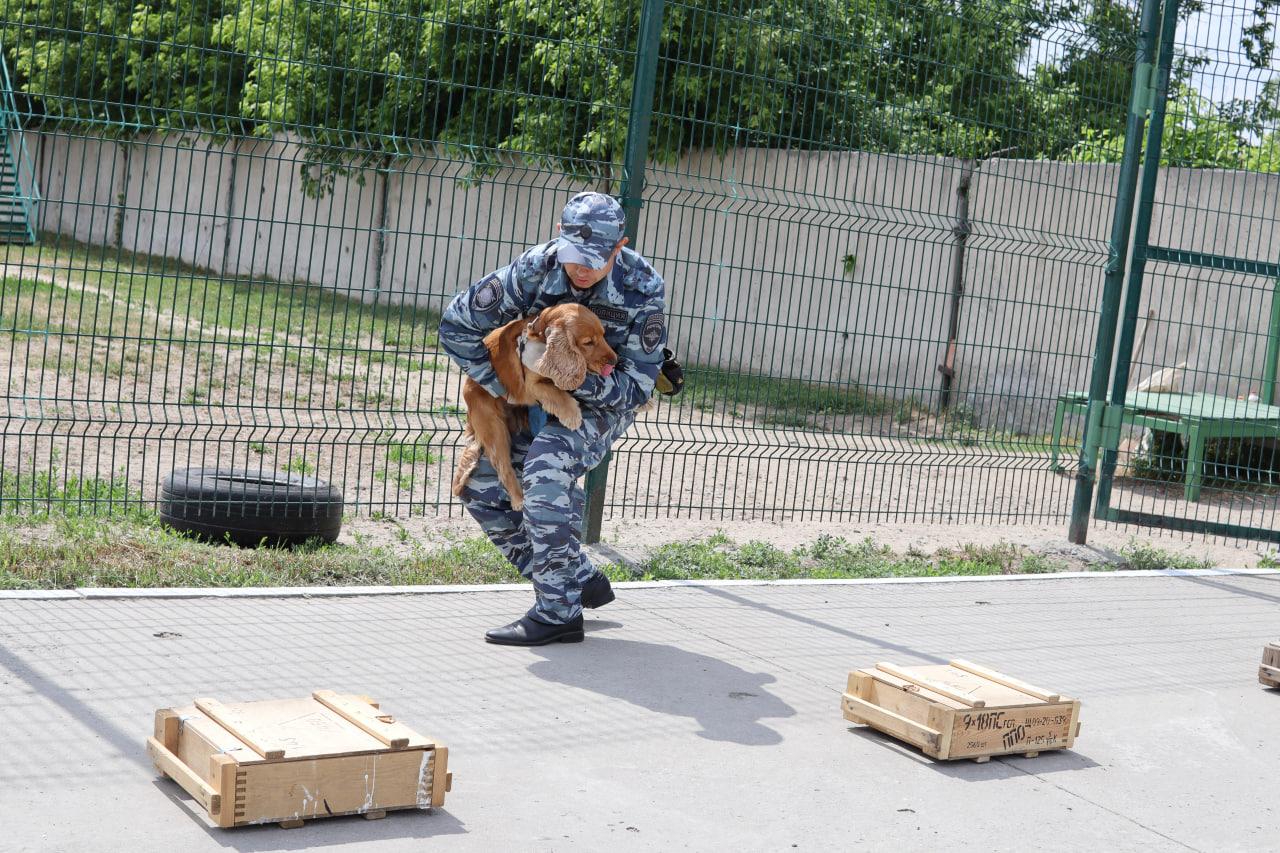 Фото В Новосибирске полицейский спаниель Арти за 5 секунд нашел имитационные наркотики 4