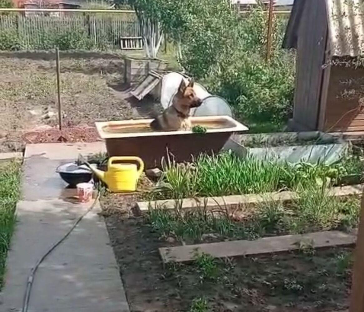 Фото Жара в Новосибирске: коты ищут прохладу в раковинах, а собаки — в тазах 8 - Сиб.ФМ Фото Жара в Новосибирске: коты ищут прохладу в раковинах, а собаки — в тазах 8