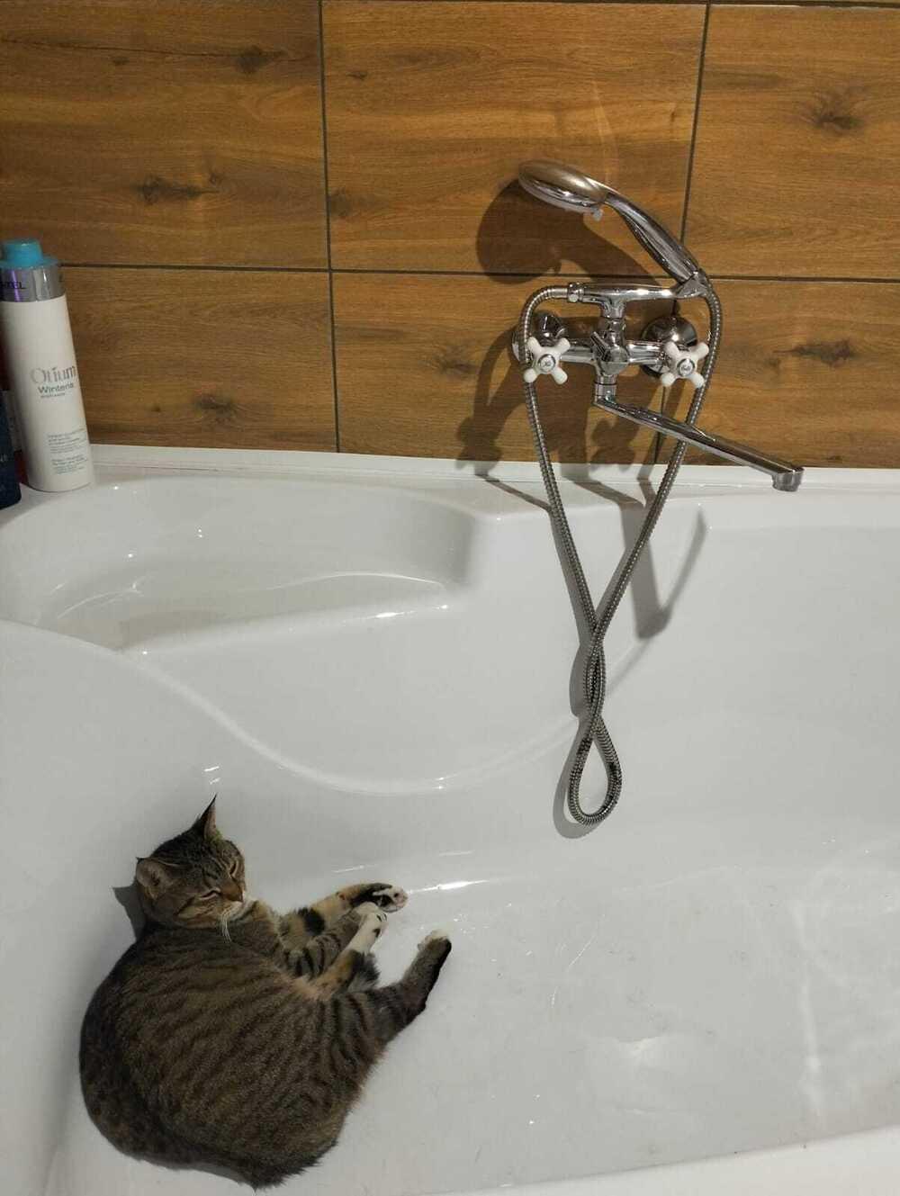 Фото Жара в Новосибирске: коты ищут прохладу в раковинах, а собаки — в тазах 4 - Сиб.ФМ Фото Жара в Новосибирске: коты ищут прохладу в раковинах, а собаки — в тазах 4