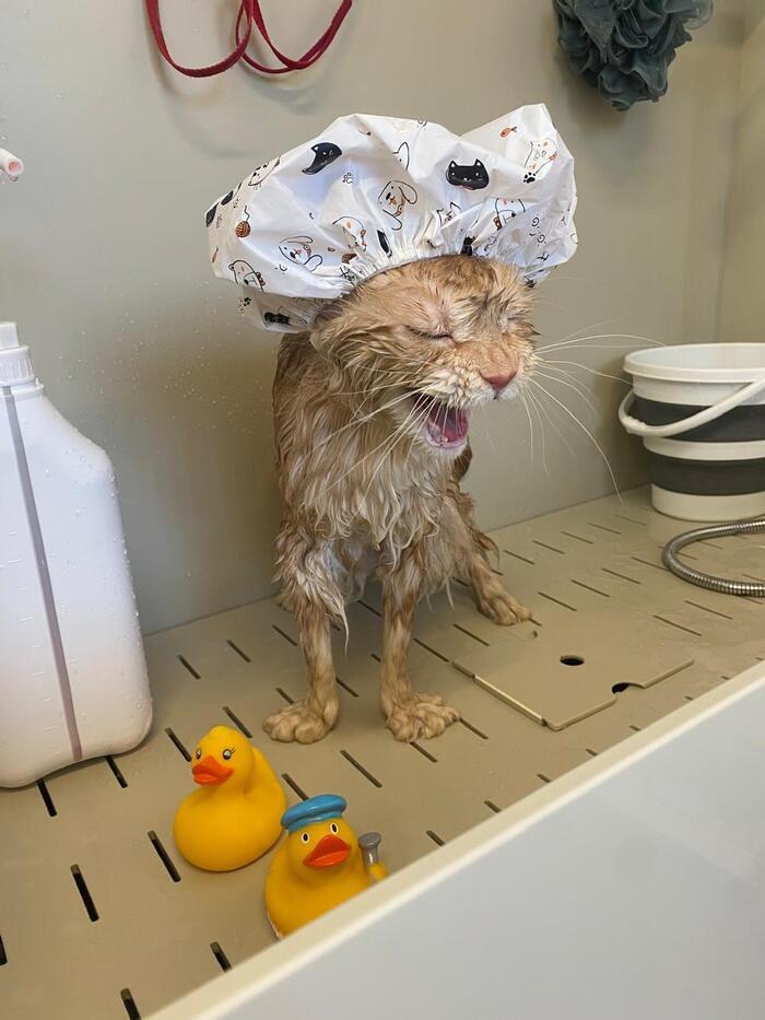 Фото Жара в Новосибирске: коты ищут прохладу в раковинах, а собаки — в тазах 5 - Сиб.ФМ Фото Жара в Новосибирске: коты ищут прохладу в раковинах, а собаки — в тазах 5