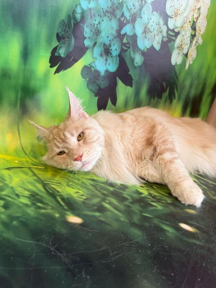 Фото Жара в Новосибирске: коты ищут прохладу в раковинах, а собаки — в тазах 9 - Сиб.ФМ Фото Жара в Новосибирске: коты ищут прохладу в раковинах, а собаки — в тазах 9