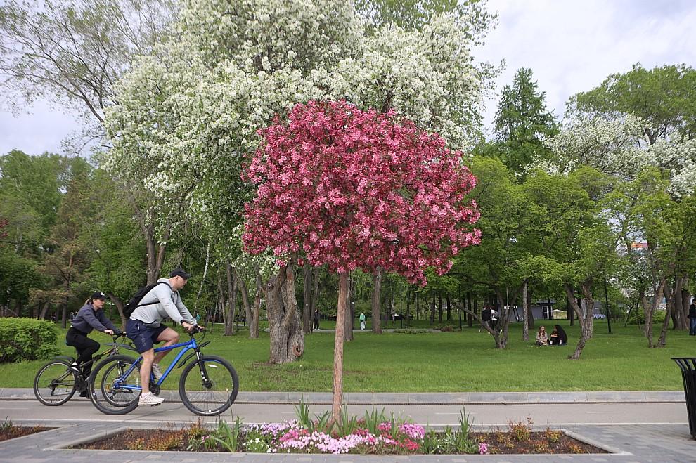 Фото Мэр Кудрявцев: 120 тысяч новосибирцев уже проголосовали за объекты благоустройства — голосование продлится по 12 июня 4 - Сиб.ФМ Фото Мэр Кудрявцев: 120 тысяч новосибирцев уже проголосовали за объекты благоустройства — голосование продлится по 12 июня 4