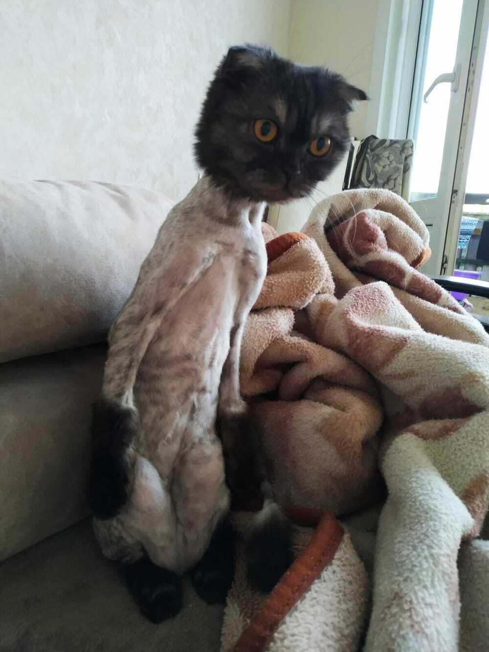 Фото Жара в Новосибирске: коты ищут прохладу в раковинах, а собаки — в тазах 2 - Сиб.ФМ Фото Жара в Новосибирске: коты ищут прохладу в раковинах, а собаки — в тазах 2