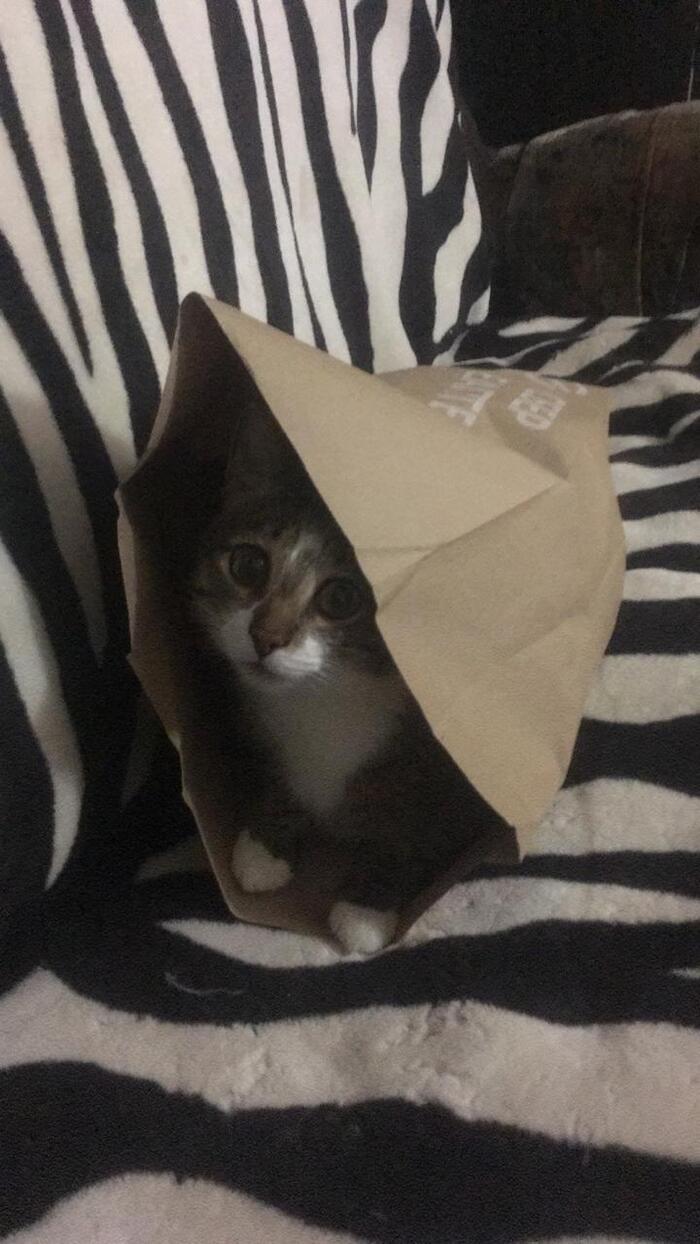 Фото Жара в Новосибирске: коты ищут прохладу в раковинах, а собаки — в тазах 10 - Сиб.ФМ Фото Жара в Новосибирске: коты ищут прохладу в раковинах, а собаки — в тазах 10