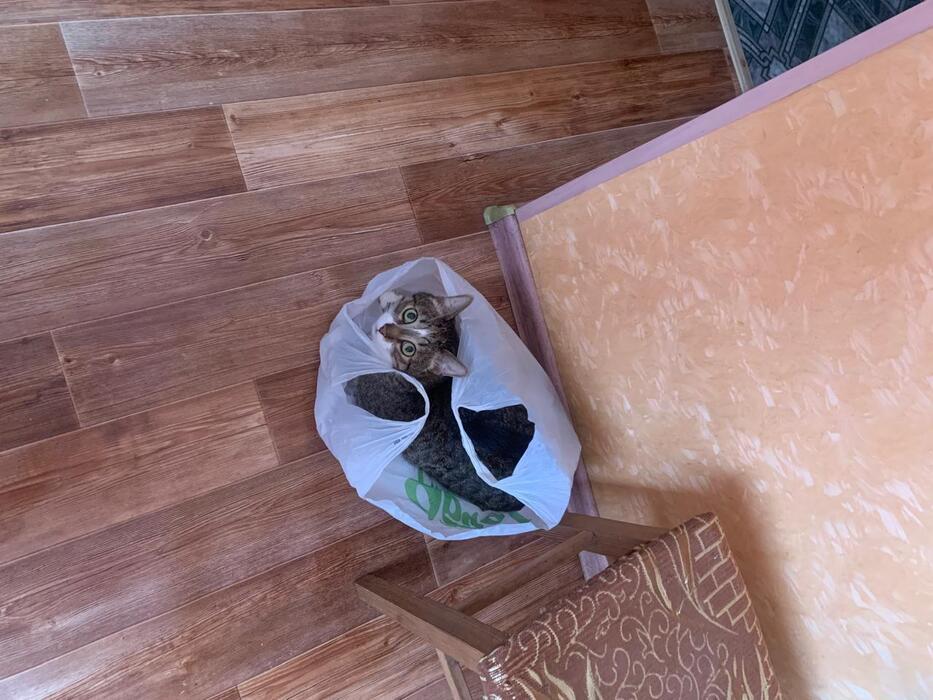 Фото Жара в Новосибирске: коты ищут прохладу в раковинах, а собаки — в тазах 11 - Сиб.ФМ Фото Жара в Новосибирске: коты ищут прохладу в раковинах, а собаки — в тазах 11