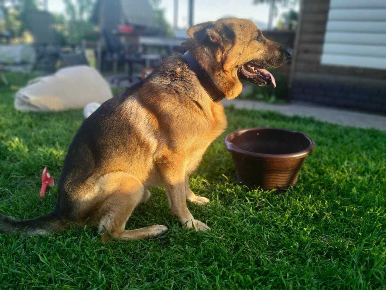 Фото Жара в Новосибирске: коты ищут прохладу в раковинах, а собаки — в тазах 6 - Сиб.ФМ Фото Жара в Новосибирске: коты ищут прохладу в раковинах, а собаки — в тазах 6