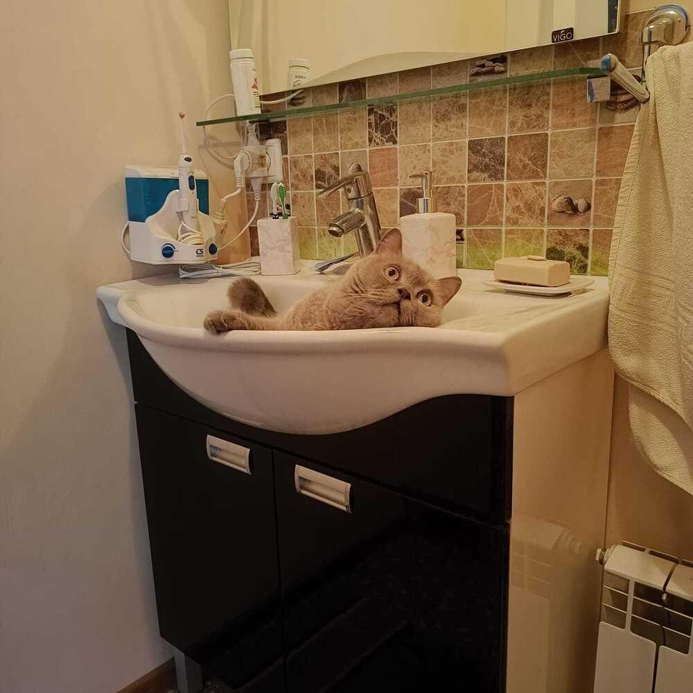 Фото Жара в Новосибирске: коты ищут прохладу в раковинах, а собаки — в тазах 3 - Сиб.ФМ Фото Жара в Новосибирске: коты ищут прохладу в раковинах, а собаки — в тазах 3