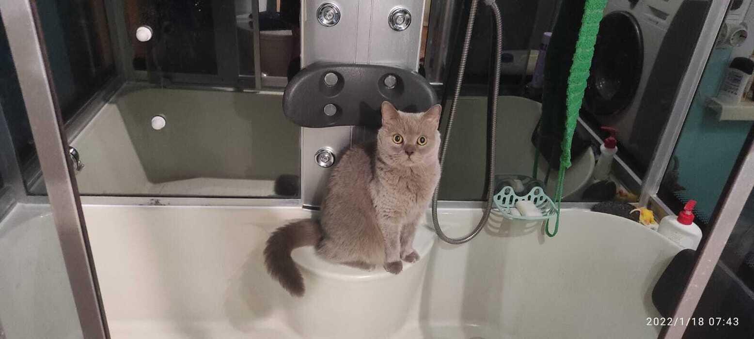 Фото Жара в Новосибирске: коты ищут прохладу в раковинах, а собаки — в тазах 7 - Сиб.ФМ Фото Жара в Новосибирске: коты ищут прохладу в раковинах, а собаки — в тазах 7