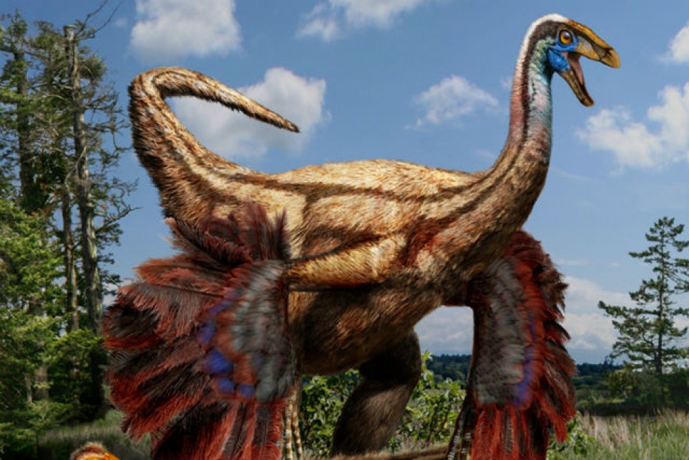 Картинки по запросу Перья динозавров