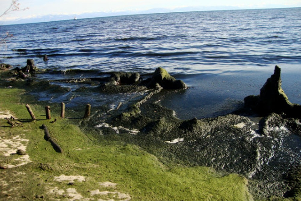 Загрязнение воды байкала. Загрязнение озера Байкал спирогирой. Байкал водоросли спирогиры. Байкал водоросли загрязнение. Спирогира на Байкале.