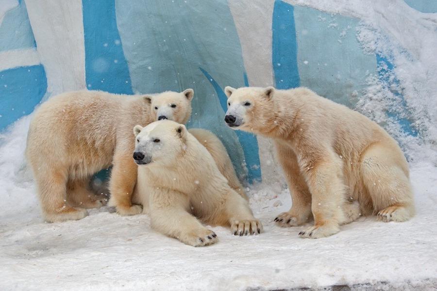 Зоопарк новосибирск белые медведи. Новосибирский зоопарк медвежата. Новосибирский зоопарк белые медведи 2023.