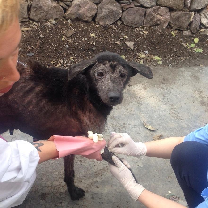 Фото «‎Ад, на который психически здоровый человек не сможет смотреть»: зачем новосибирцы спасают бродячих собак в Абхазии и Индии 5