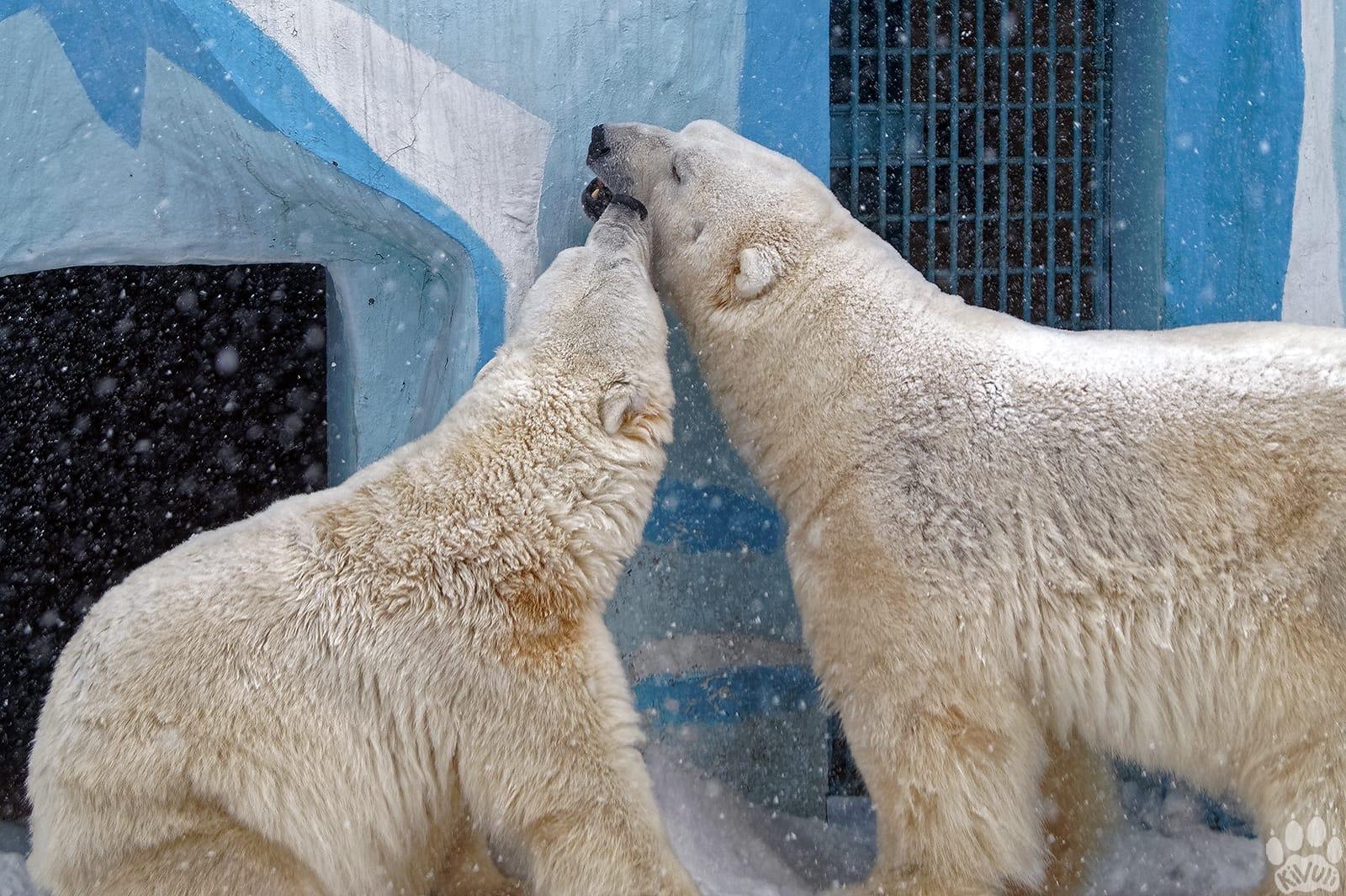 Фото Белые медведи Кай и Герда показали любовь в Новосибирском зоопарке 3