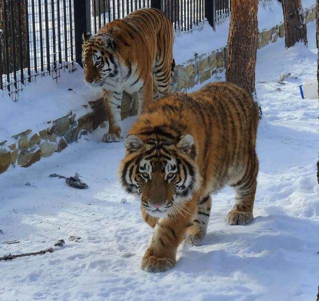 Фото Всемирный день дикой природы в Большереченском зоопарке 6