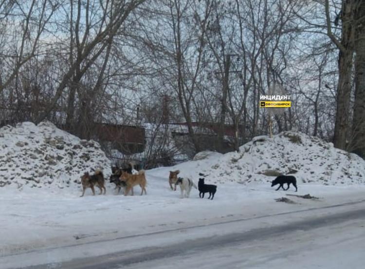 Фото «Боимся детей на улицу пускать»: новосибирцы пожаловались на стаю агрессивных собак 2