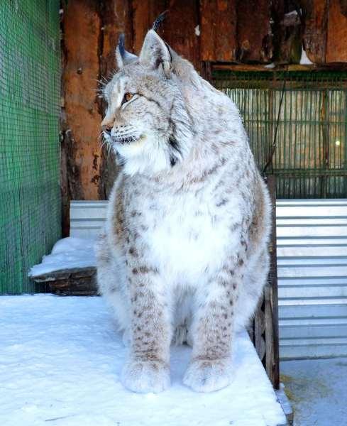 Фото Всемирный день дикой природы в Большереченском зоопарке 9