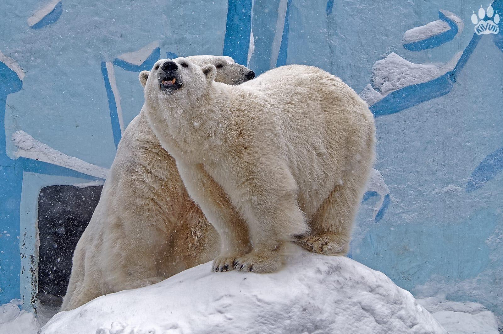 Белые медведи Кай и Герда Новосибирский зоопарк