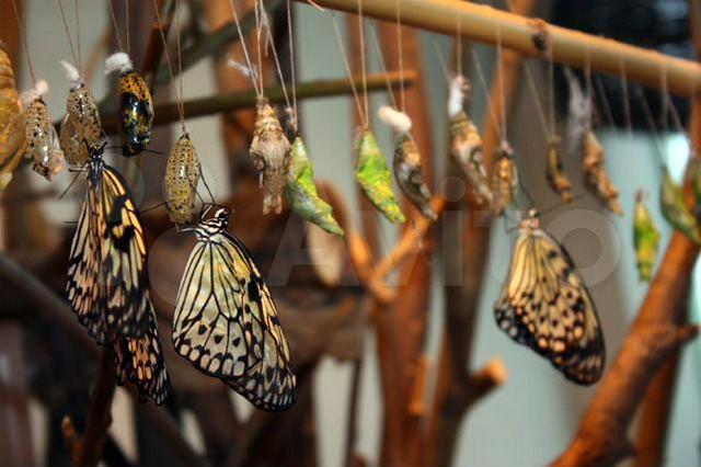 Фото Салюты из бабочек и бабочкарии: новосибирцам предлагают разбогатеть на ферме из крылатых красавиц 2