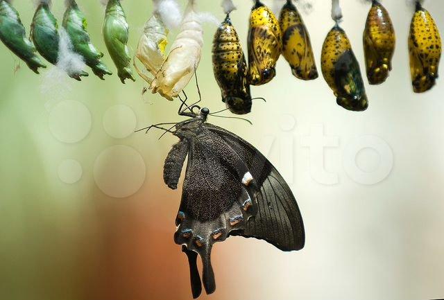 Фото Салюты из бабочек и бабочкарии: новосибирцам предлагают разбогатеть на ферме из крылатых красавиц 4
