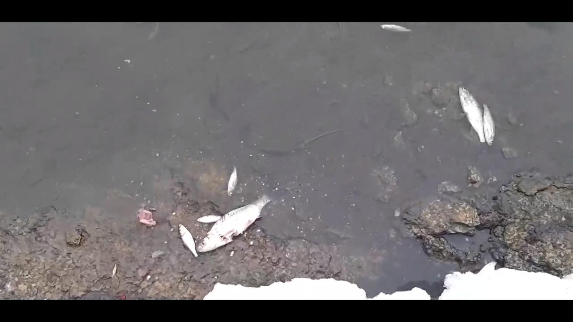 Слит и рыба. Мор рыбы в Новосибирской области. Мор рыбы в реках Волгограда. Гибель рыб на Оби в Новосибирске. Отравленная река.