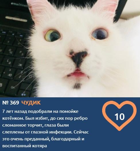 Фото Хемингуэй бы прослезился: читаем самые трогательные короткие истории об участниках конкурса «Главный котик Новосибирска – 2021» 5