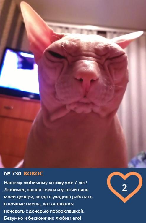 Фото Носят свитера и едят апельсины: экзотические сфинксы борются за звание «Главного котика Новосибирска – 2021» 3