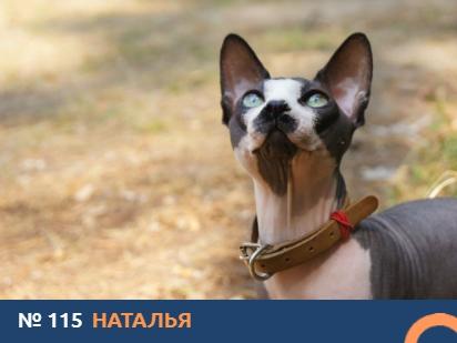 Фото Носят свитера и едят апельсины: экзотические сфинксы борются за звание «Главного котика Новосибирска – 2021» 19