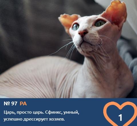 Фото Носят свитера и едят апельсины: экзотические сфинксы борются за звание «Главного котика Новосибирска – 2021» 20
