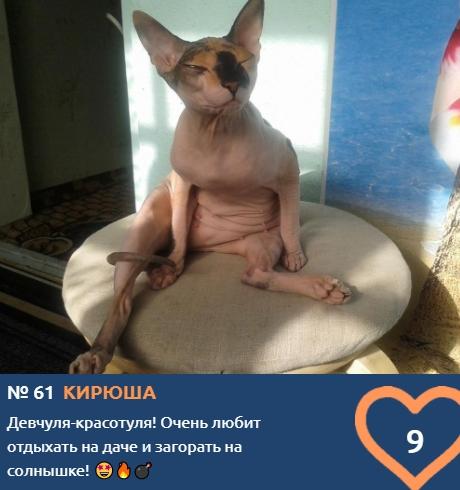 Фото Носят свитера и едят апельсины: экзотические сфинксы борются за звание «Главного котика Новосибирска – 2021» 22