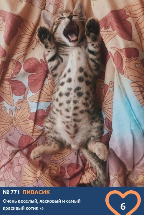 Фото Тигры, которых можно погладить: знакомим с самыми красивыми участниками конкурса «Главный котик Новосибирска» 7