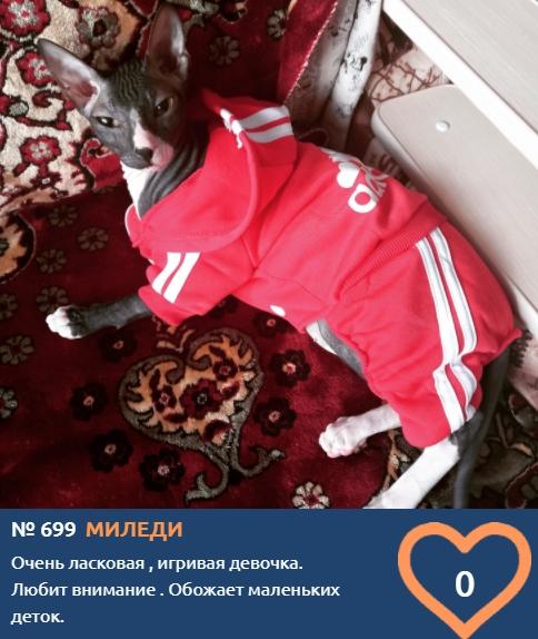 Фото Шляпки, аксессуары, свитера и костюмы: показываем модные наряды участников фотоконкурса «‎Главный котик Новосибирска» 16