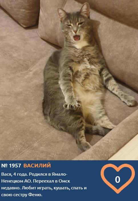 Фото Говорящие коты и кошки: забавные фото участников конкурса «Главный котик Омска» 7
