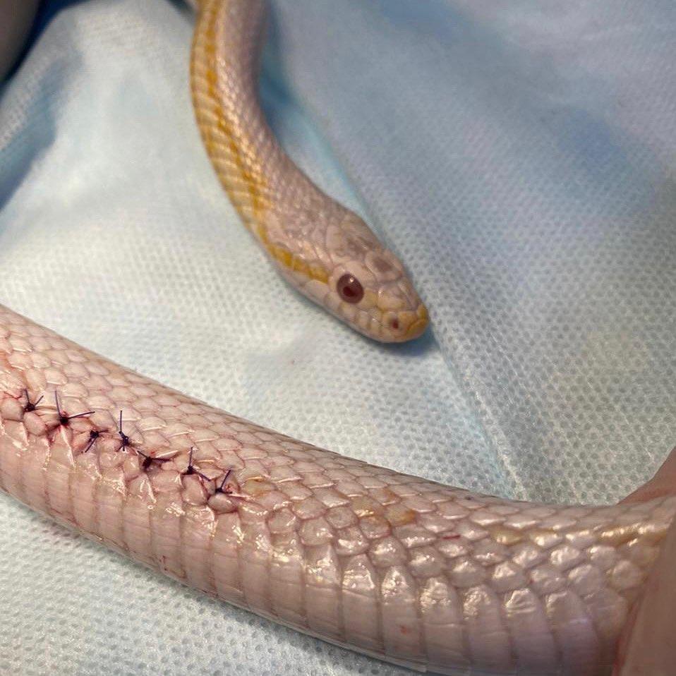 Фото Новосибирские ветеринары прооперировали змею, которая не могла отложить яйца 2